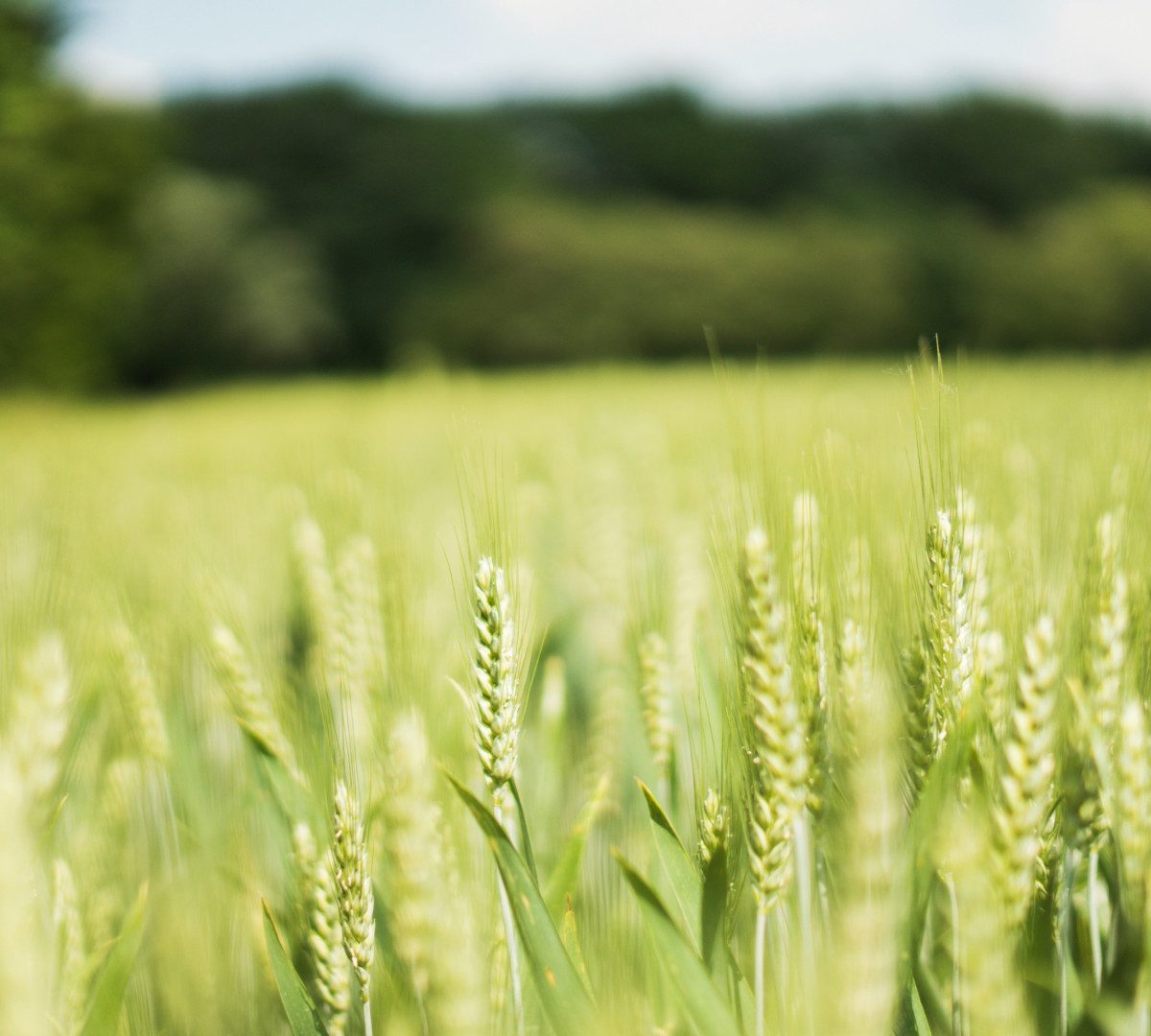 Marché du blé tendre : quelles sont les grandes tendances en 2024 ?