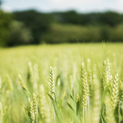 Marché du blé tendre : quelles sont les grandes tendances en 2024 ?